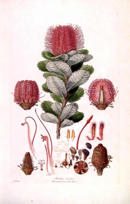 Botanical Illustrator 사람 명부 